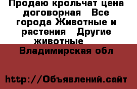 Продаю крольчат цена договорная - Все города Животные и растения » Другие животные   . Владимирская обл.